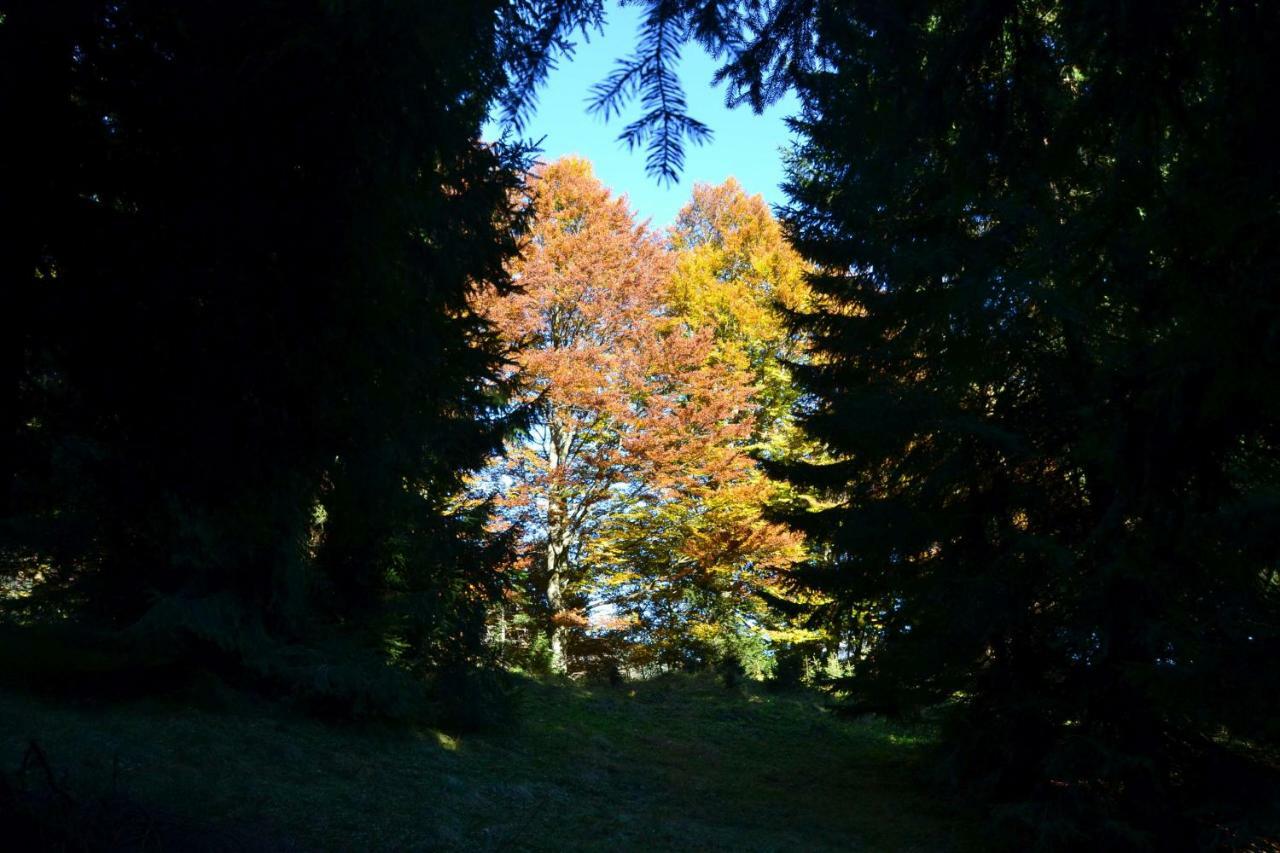 Pension Edelweiss Top21 Gosau Esterno foto